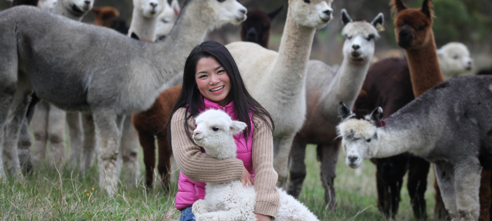 Fleurieu alpaca farm a hit with overseas visitors