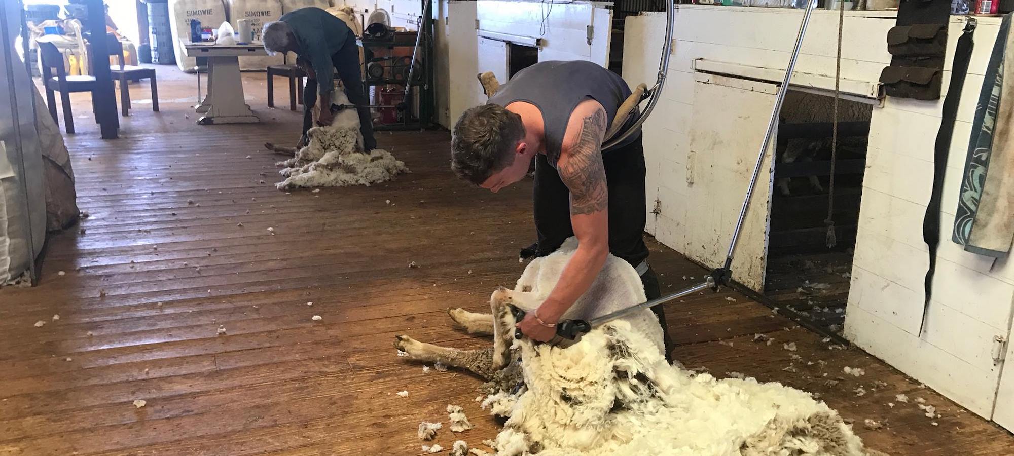 Jamestown’s one-armed shearer defying the odds