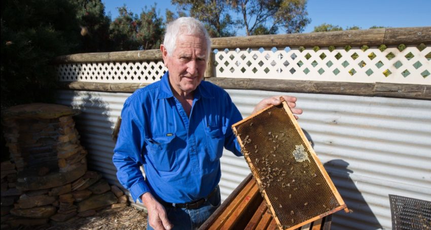 Beekeepers swarm on KI to build new hives