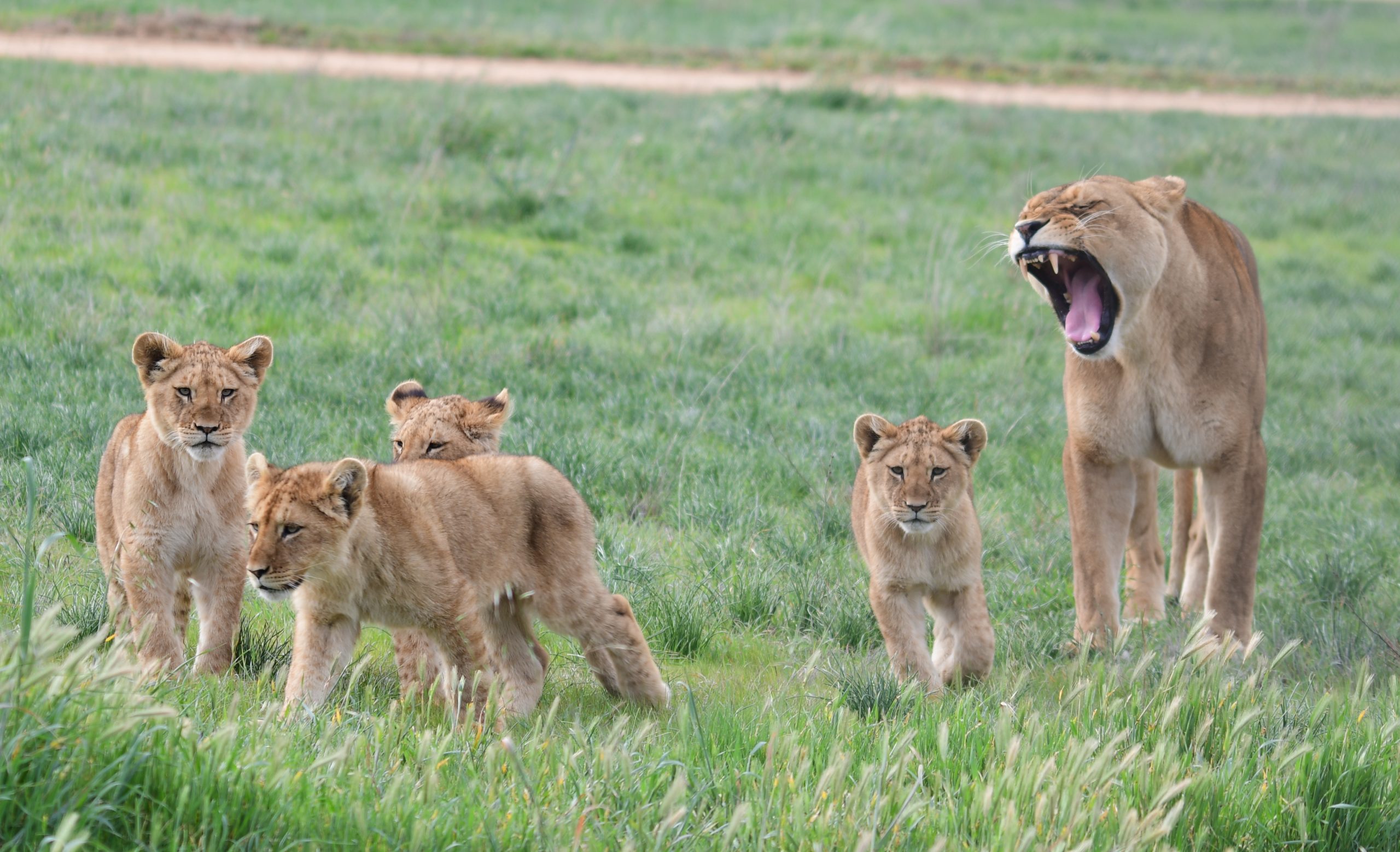 SALIFE Monarto Safari Park Competition