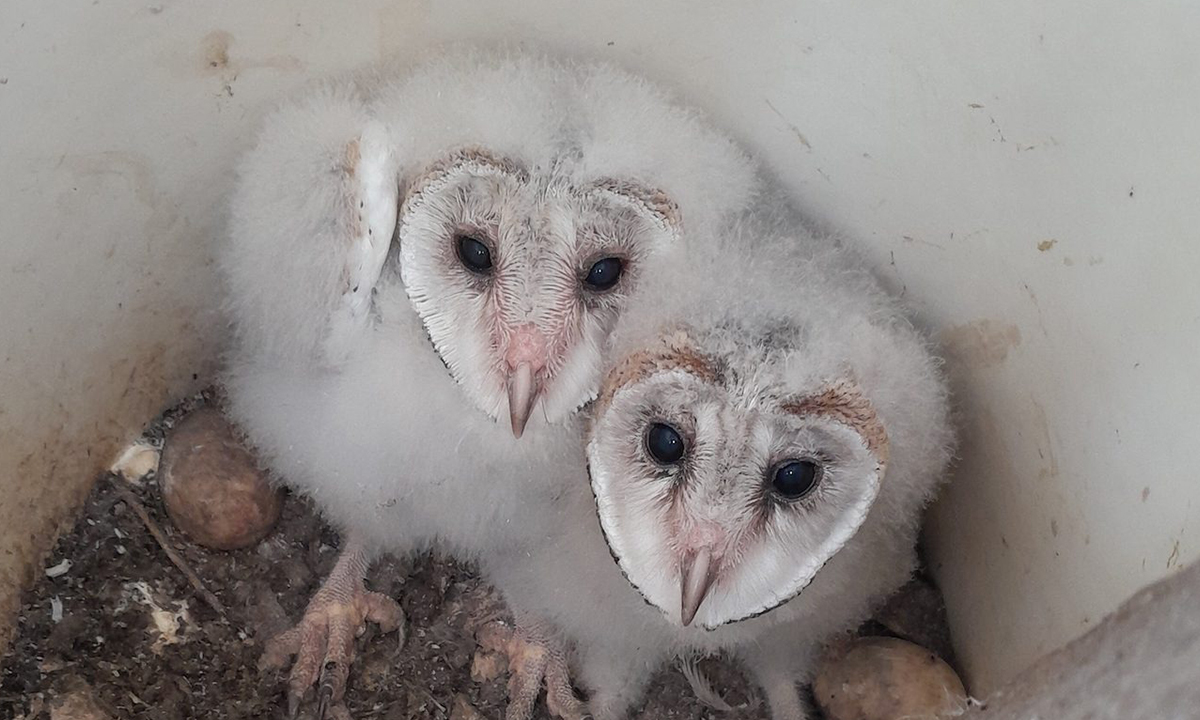 Barn owls join fight against Kangaroo Island pests