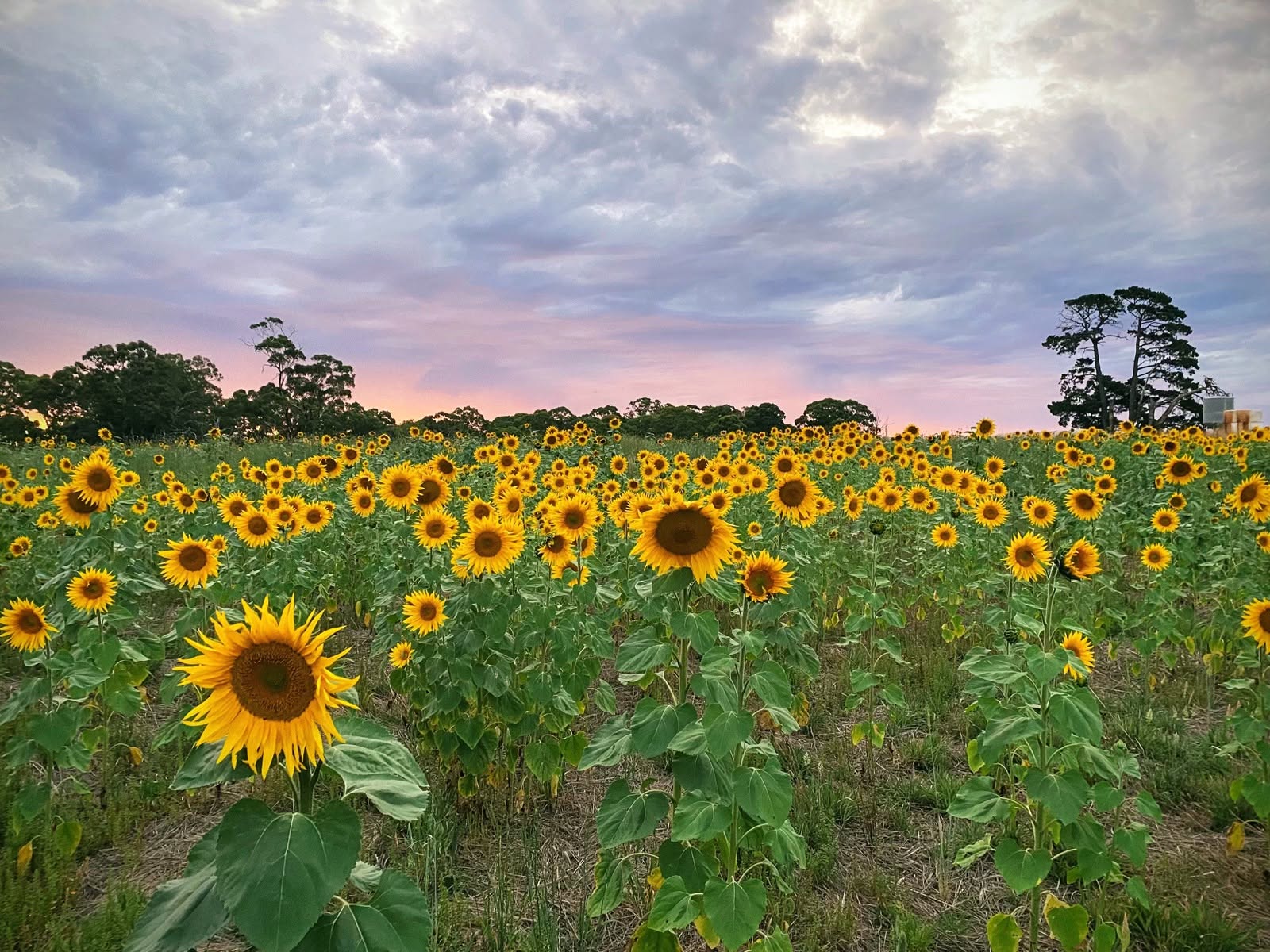 Atkins Farm Pick Your Own Sunflowers, Meadows, Adelaide Hills