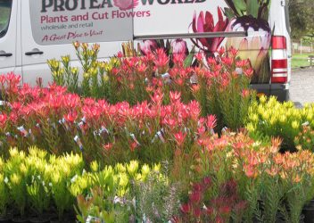 Protea World