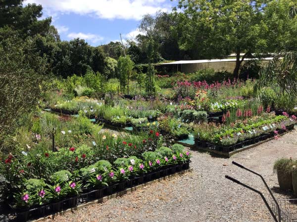 Tupelo Grove Nursery